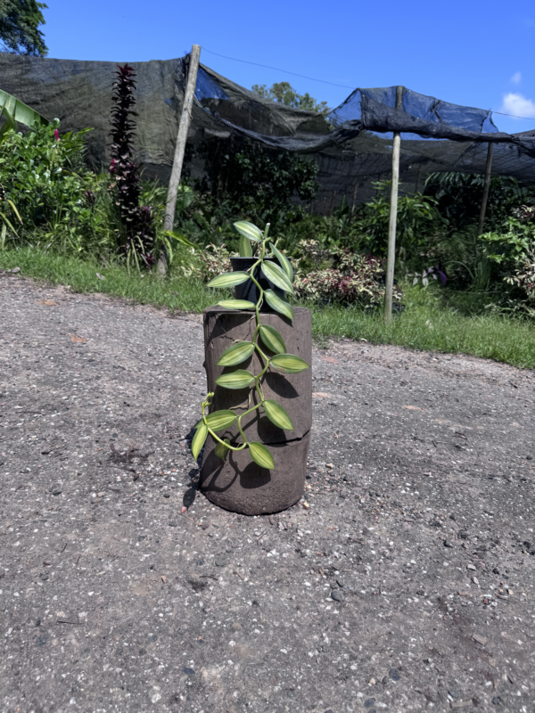 Vanilla Planifolia Albo Variegata (Baunilha) - Image 5