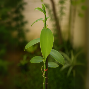 Vanilla Planifolia
