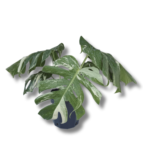 Monstera 'Deliciosa Albo Variegata' - Imagem 5