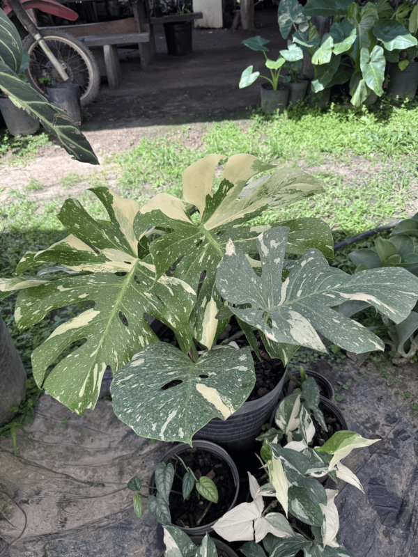 Monstera 'Deliciosa Albo Variegata' - Imagem 2