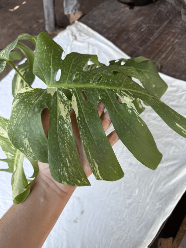 Monstera 'Deliciosa Albo Variegata' - Imagem 3