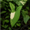 Syngonium 'Albo Variegata'