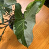 Syngonium 'Albo Variegata' - Image 2