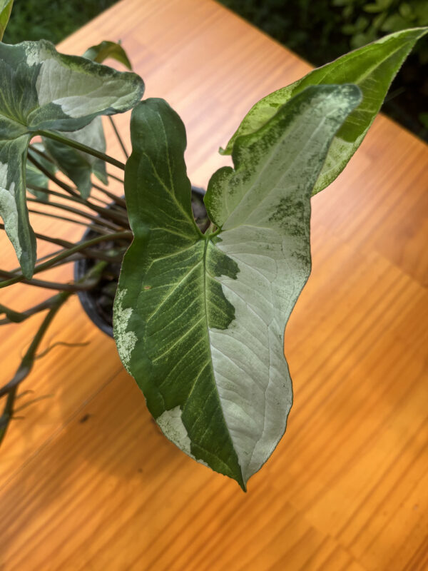 Syngonium 'Albo Variegata' - Image 2