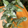 Syngonium 'Albo Variegata' - Image 3