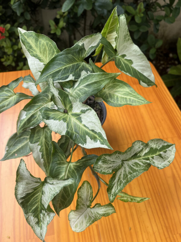 Syngonium 'Albo Variegata' - Image 3