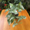 Syngonium 'Albo Variegata' - Image 5