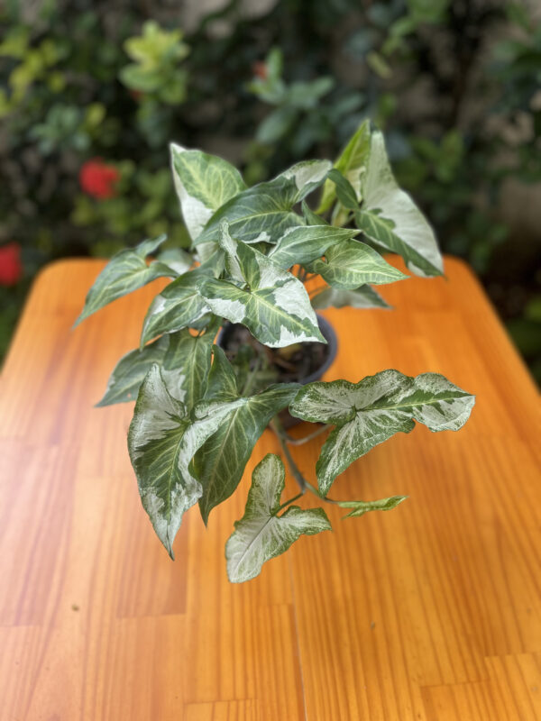 Syngonium 'Albo Variegata' - Image 5