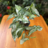 Syngonium 'Albo Variegata' - Image 4