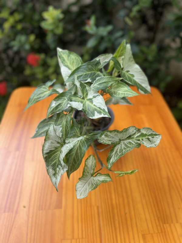 Syngonium 'Albo Variegata' - Image 4