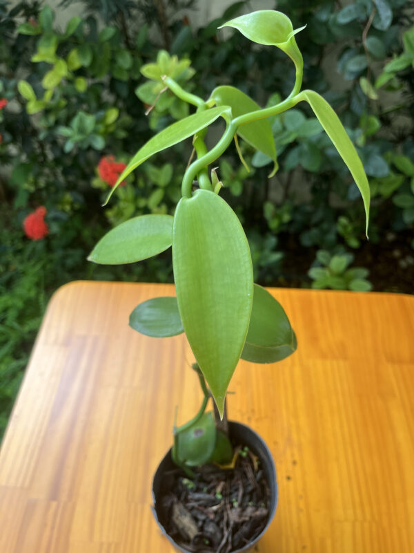 Vanilla Planifolia - Imagem 4