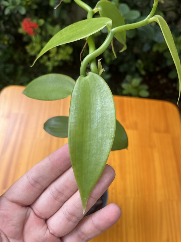 Vanilla Planifolia - Imagem 3