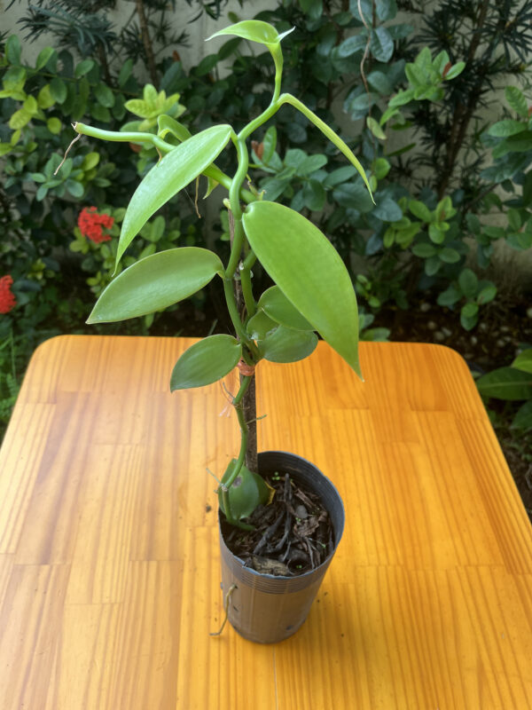 Vanilla Planifolia - Imagem 2