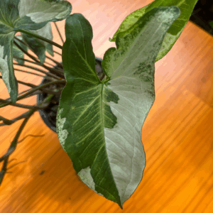 Syngonium 'Albo Variegatum'